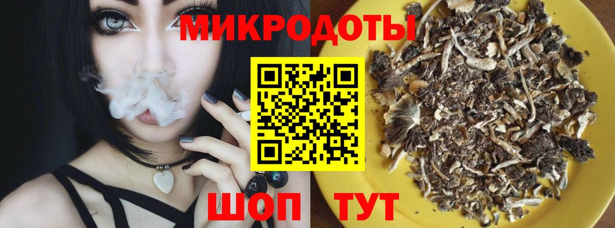 Псилоцибиновые грибы Psilocybe Гатчина